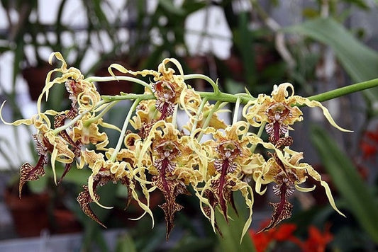 Dendrobium spectabile
