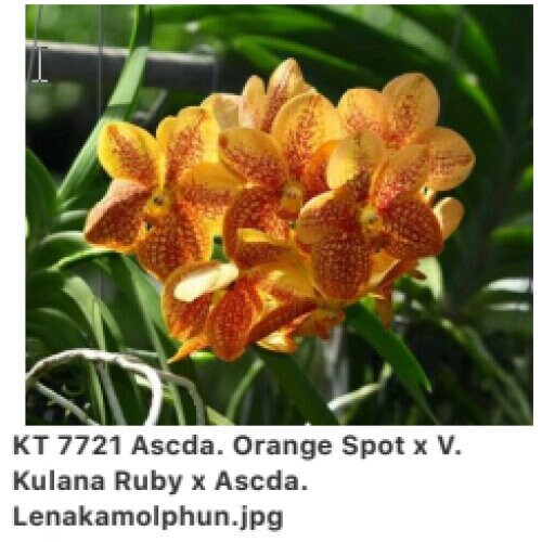 Ascda. Orange Spot x (V. Kultana Ruby x Ascda. Lenakamolphun)